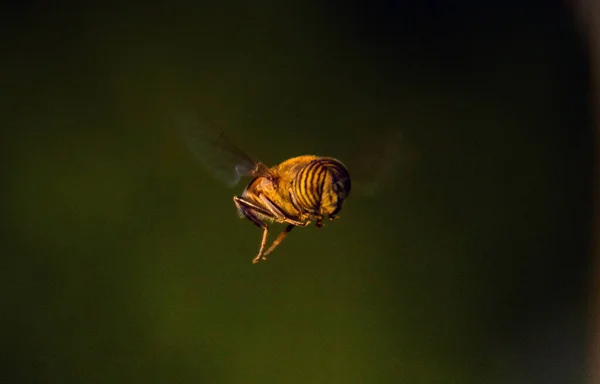 Eristalinus Fascinerande Insekter Makrofotografi — Stockfoto