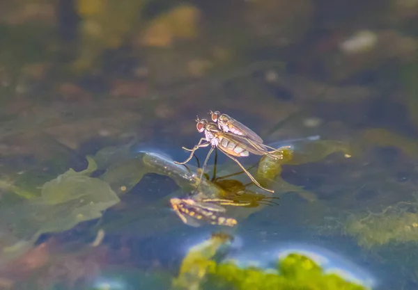 Närkontakt Parning Två Hydrohorus Insekters Beteende — Stockfoto