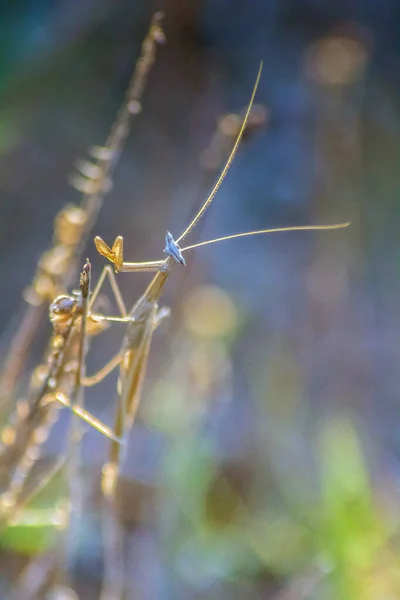 Oxyothespis Persica 서식지에 아름다운 — 스톡 사진