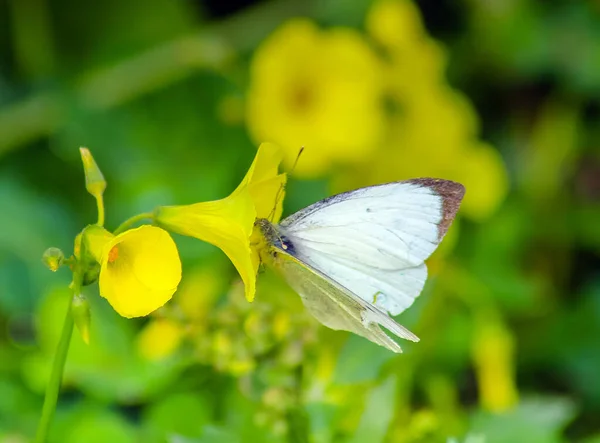 Repollo Blanco Explorando Mundo Las Mariposas —  Fotos de Stock
