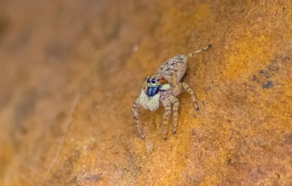Hoppar Spider Klippan Naturen Eller Trädgården Makrofoto — Stockfoto