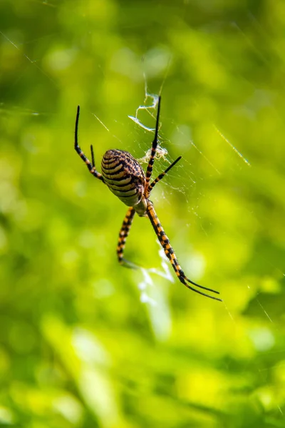 Banded Garden Spider Fascinerande Arachnid Naturens Nät — Stockfoto