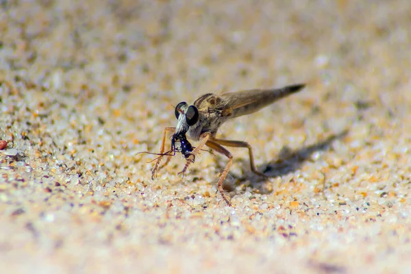 ピロニクス クローズアップでの昆虫の侵入 — ストック写真