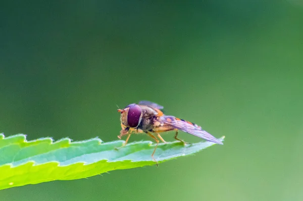 Marmalade Hoverfly Inseto Vibrante Seu Habitat Natural — Fotografia de Stock