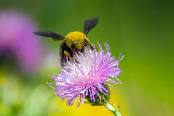 大黄蜂嗡嗡声 通过宏观摄影捕捉花朵上的昆虫 — 图库照片