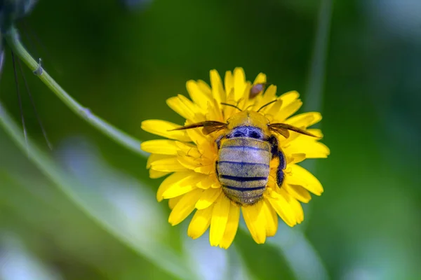 Explorando Mundo Dos Insetos Megachile Fotografia Macro Revela Detalhes Intrincados — Fotografia de Stock
