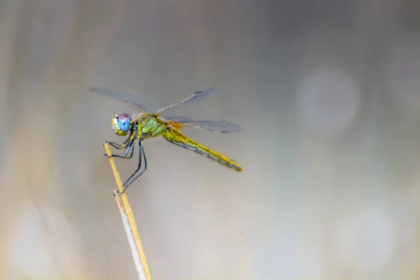 Dragonfly Captivating Insects Perched Branch Nature — Stock Photo, Image