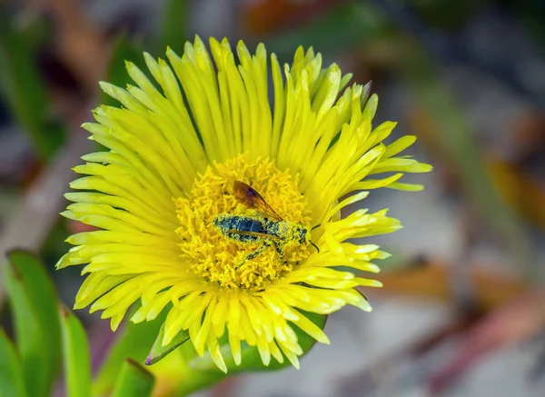 Abeilles Bourdonnantes Insectes Sur Une Fleur Jaune Dans Nature — Photo