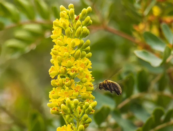 Valley Marangoz Arısı Doğadaki Böcekler — Stok fotoğraf