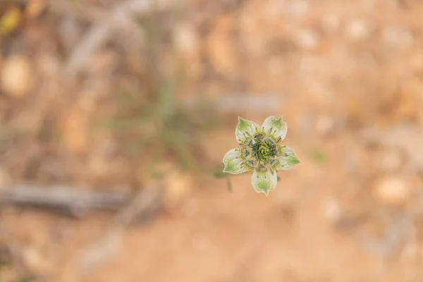 Macro Shot Small Green Flower Middle Desert — Stok fotoğraf