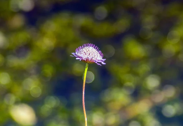 Capturando Beleza Delicada Doce Escabioso Impressionante Planta Macrofotografia — Fotografia de Stock
