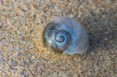 Janthina janthina sahada