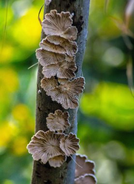 Splitgill Mantarı: Özellikler, Habitat ve Kullanımlar