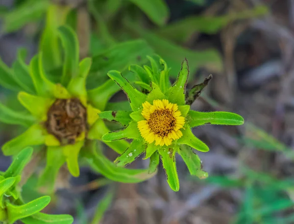 Smallanthus Sonchifolius Merveille Nature — Photo