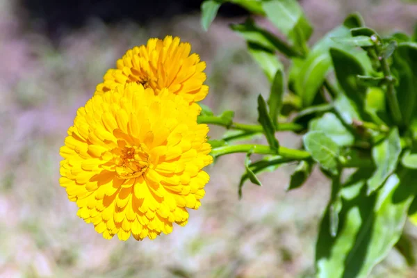 Topf Ringelblume Die Schönheit Der Goldenen Blüte Der Natur — Stockfoto