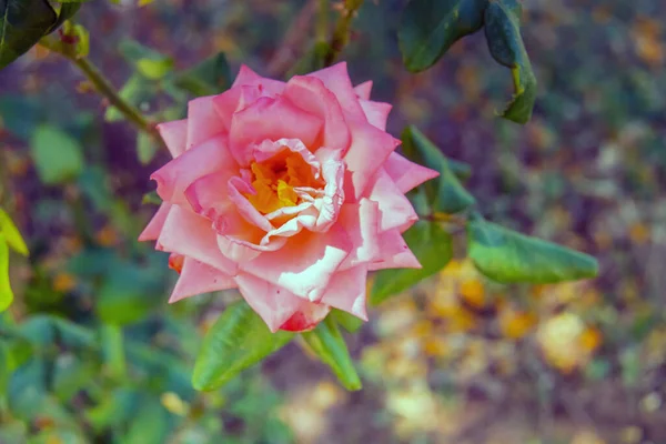 Garden Roses Nature Exquisite Blooms — Stock Photo, Image