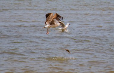 Ocean Hunters: Majestic Hartlaub's Gulls Scouring the Seas