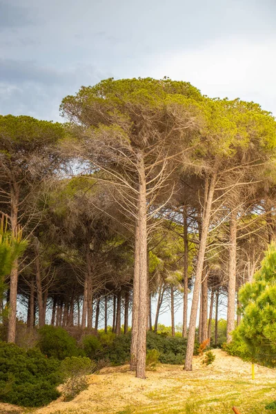 Gölgeli İnziva: Arid Ormanındaki Ağaçlar