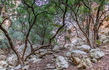 Majestic Djebel Zaghouan: Tunus 'un Çarpıcı Dağı