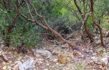 Majestic Djebel Zaghouan: Tunus 'un Çarpıcı Dağı