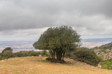 Dağ Sükuneti: Tepelerin Ortasında Bir Ağaç