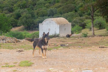 Antik Köpek Gezgini: Eski Alman Doğa Köpeği