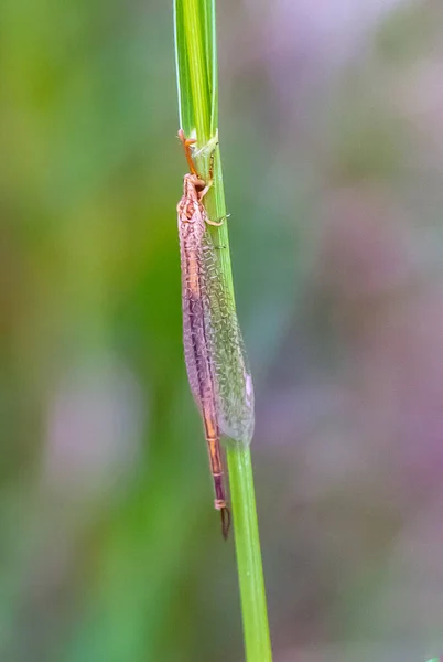 Cattail Toothpick Grasshopper Uma Fotografia Macro Close — Fotografia de Stock