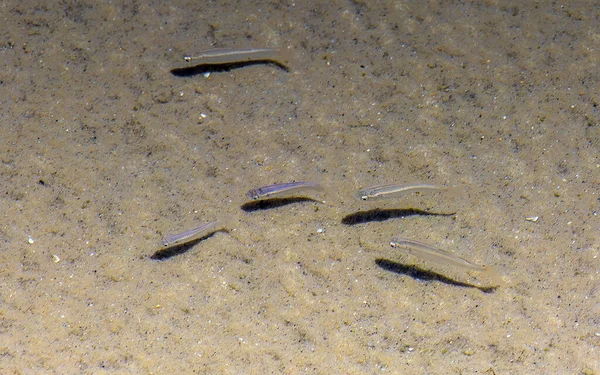 미끄러지는 줄무늬 Killifish — 스톡 사진