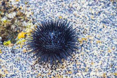 Tunus kıyılarında Arbacia Lixula Denizi Urchin