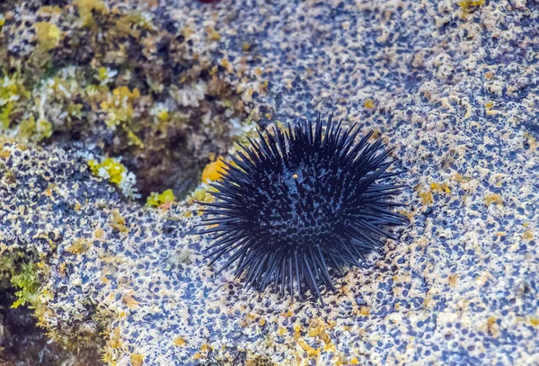 突尼斯海岸上的Arbacia Lixula Sea Urchin — 图库照片
