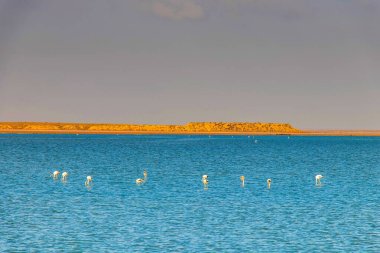 Güney Tunus, Zarzis 'te Denizde Flamingo
