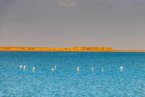 突尼斯南部扎尔齐斯海上的火烈鸟 — 图库照片#
