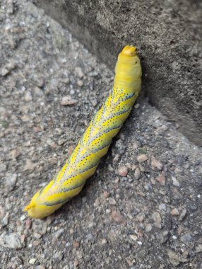 Bright Yellow Caterpillar with Black Dots Found Outdoors clipart