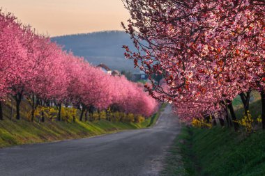 Berkenye, Macaristan - Berkenye köyünde yol boyunca açan pembe yaban eriği ağaçları güneşli bir bahar öğleden sonra ılık güneş ışığı ve altın gün batımı gökyüzü