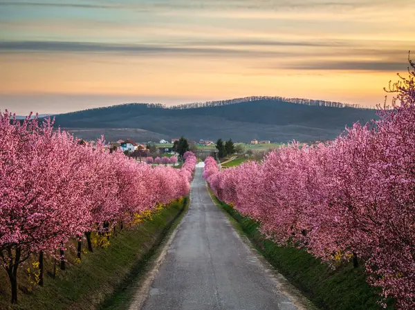 stock image Berkenye, Hungary - Aerial view of blooming pink wild plum trees along the road in the village of Berkenye on a sunny spring afternoon with warm golden sunset sky