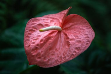 Beautiful pink Anthurium flower or Flamingo flower blossom in tropical botanical garden with water drops on it. Symbol of love and passion clipart