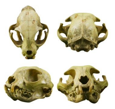 Kedi kafatası fotoğrafı. beyaz arkaplanda