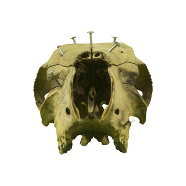 Çiviye sıkışmış bir keçi kafasının fotoğrafı.