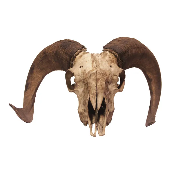 Photo Goat Sheep Skull Horns — Stock Photo, Image