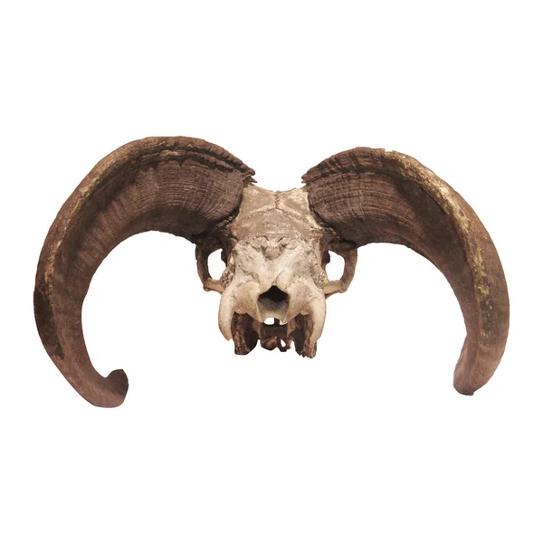 Photo Goat Sheep Skull Horns — Stock Photo, Image