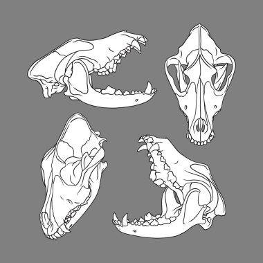 Vektör köpek kafatası. köpek silueti vektör çizim sanatı