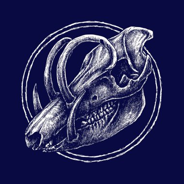 Yaban domuzu kafatası. vektör illüstrasyonu