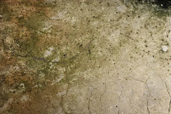 Islak yosun kaplı ev duvarı duvar kâğıdı. Açık hava sert desenli.