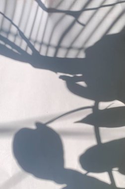 Stüdyo duvarı ve ürün arkaplanı, pencereden süzülen yaprak ve bitkilerin gölgeleri, ürün sunumu ve metin kompozisyonu için iyi.