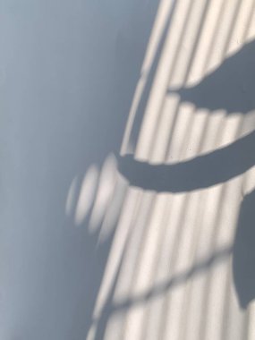 Stüdyo duvarı ve ürün arkaplanı, pencereden süzülen yaprak ve bitkilerin gölgeleri, ürün sunumu ve metin kompozisyonu için iyi.