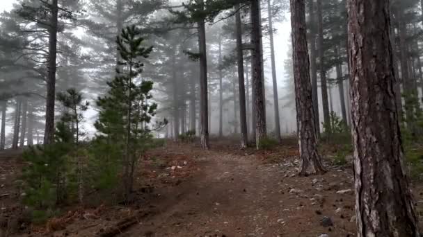 Ködös Erdei Repülés Fák Között Ködös Erdőben — Stock videók