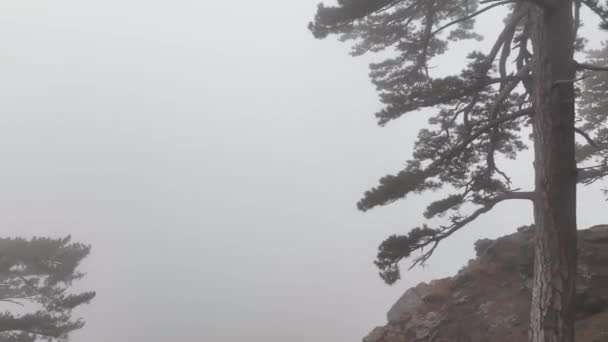 Misty Forest Flyvning Mellem Træer Den Tågede Skov – Stock-video