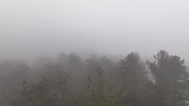 Mlhavý Lesní Let Mezi Stromy Mlžném Lese — Stock video