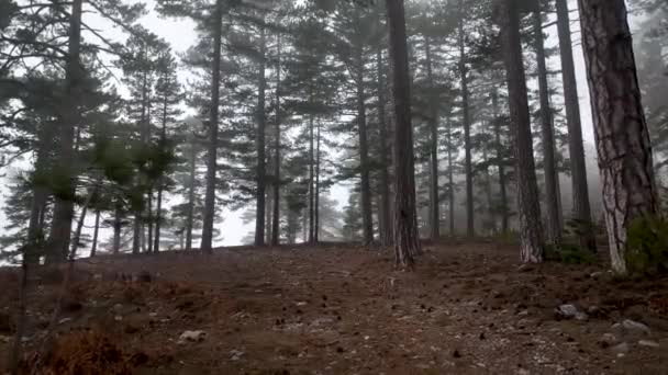 Misty Forest Vuelo Entre Árboles Bosque Niebla — Vídeo de stock