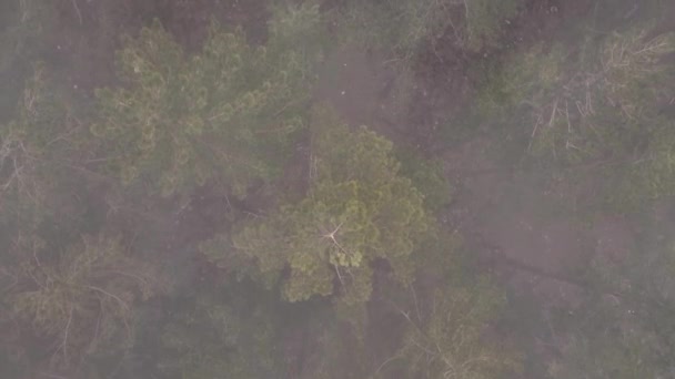 Misty Forest Vuelo Entre Árboles Bosque Niebla — Vídeos de Stock
